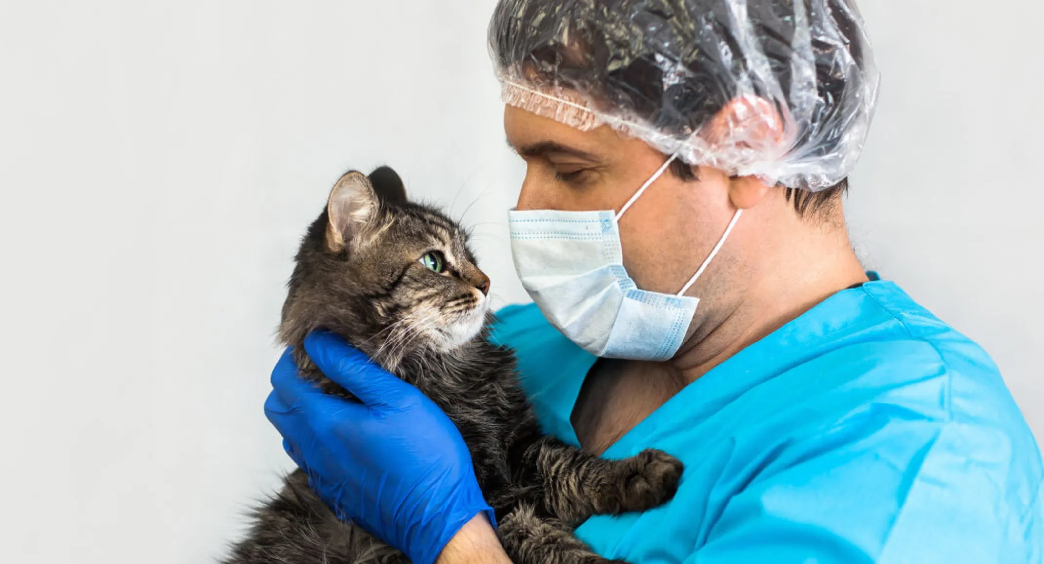 Male staff veterinarian with covid-19 mask is holding a black and grey tabby cat.