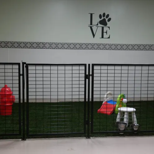 Dog daycare at Happy Tails Pet Resort