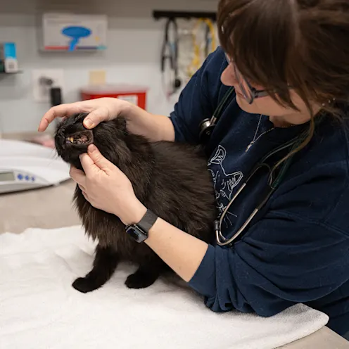 Dr. Kuperman and a black cat named Lennie Dr. Kuperman and a black cat named Lennie