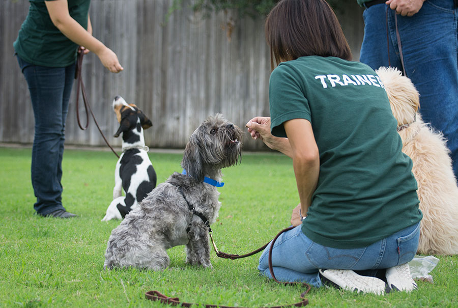 Multiple Dogs being trained