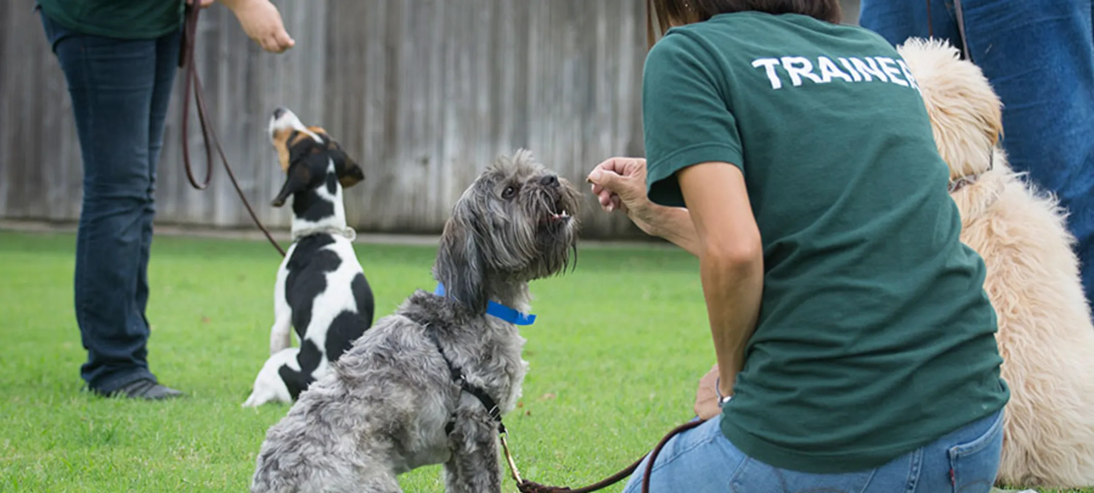 Multiple Dogs being trained Multiple Dogs being trained