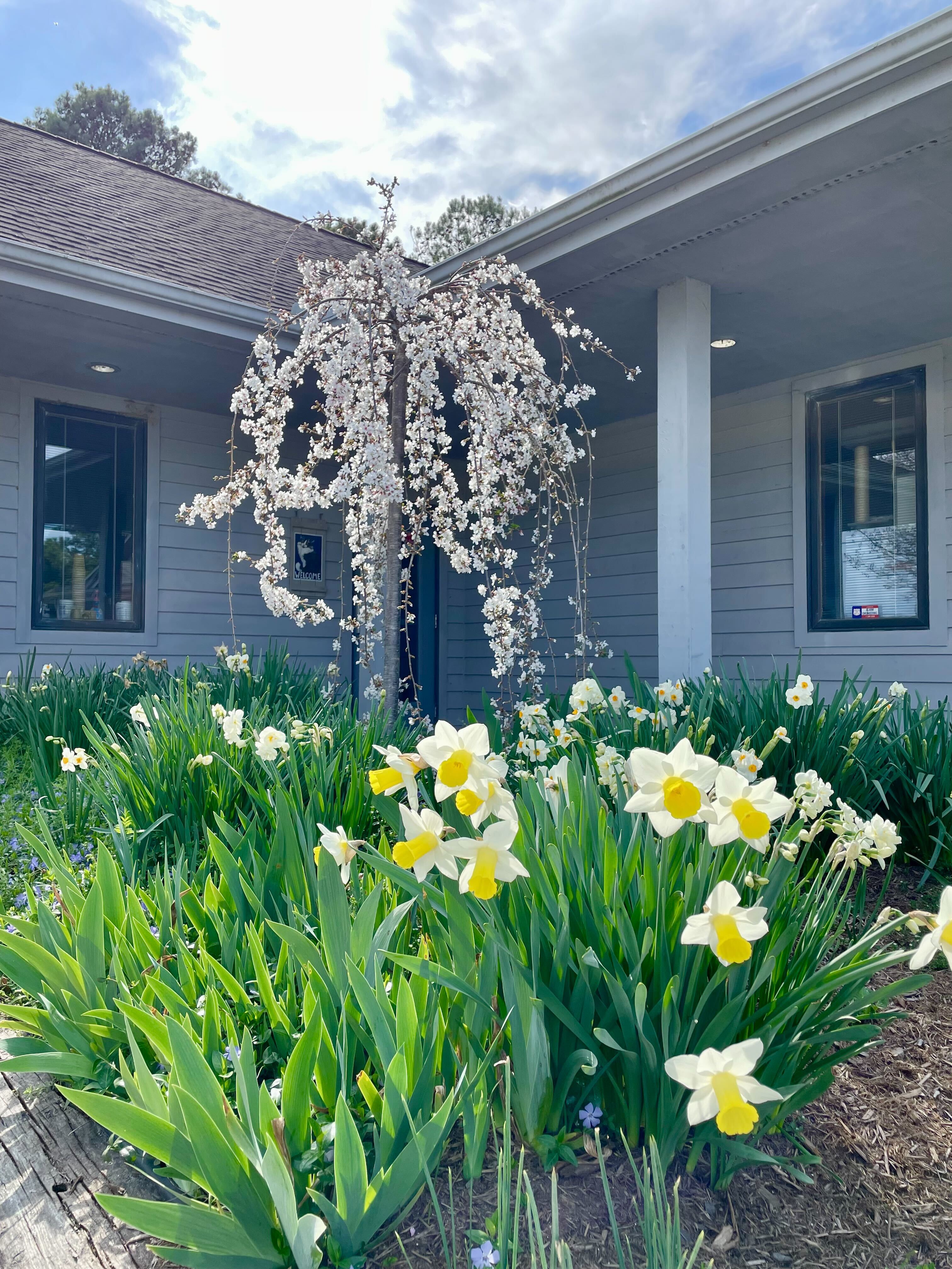 Some of the flowers that surround our hospital 