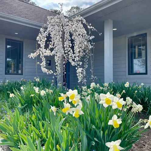 Some of the flowers that surround our hospital Some of the flowers that surround our hospital