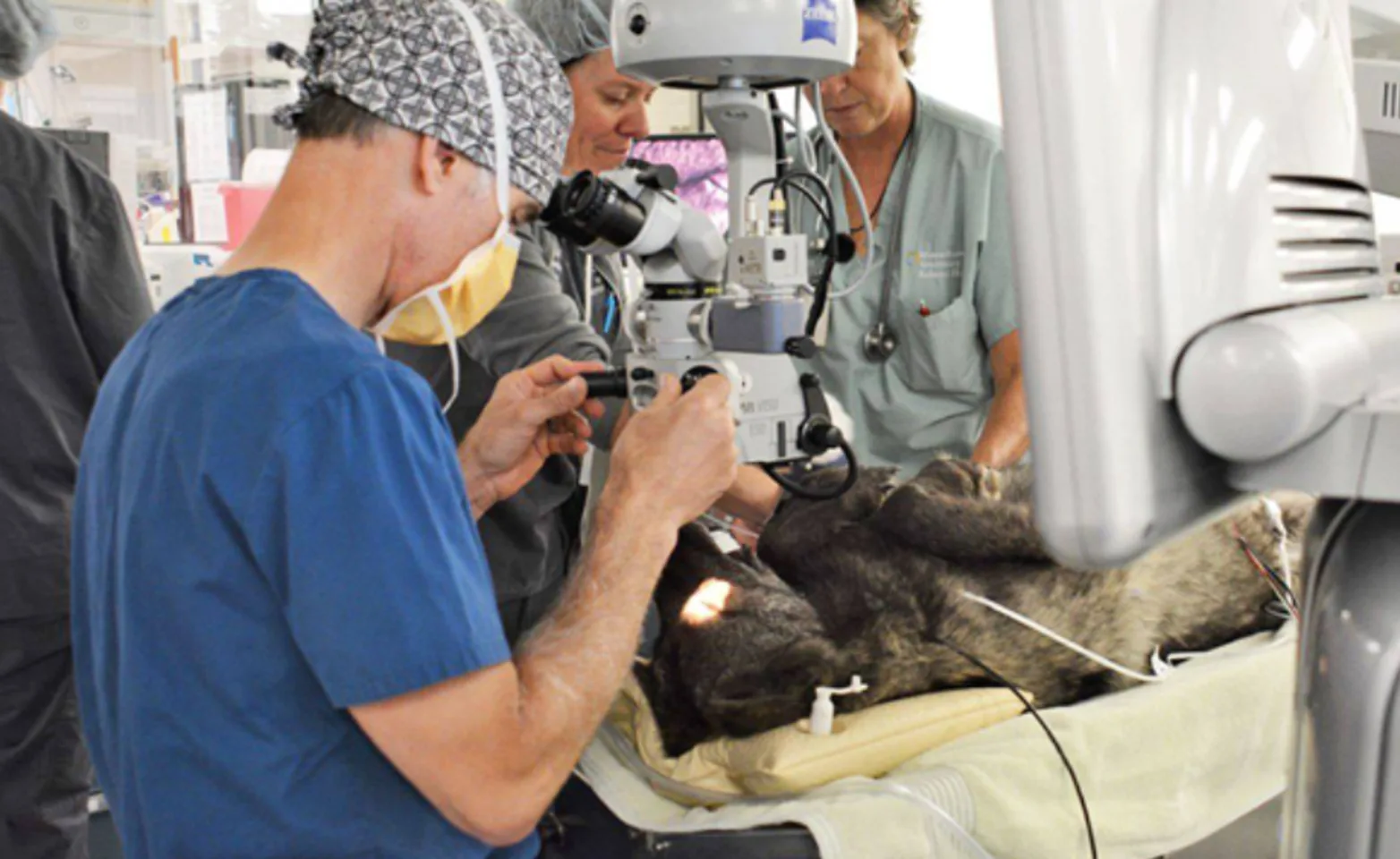 Vet examination on a dog Vet examination on a dog