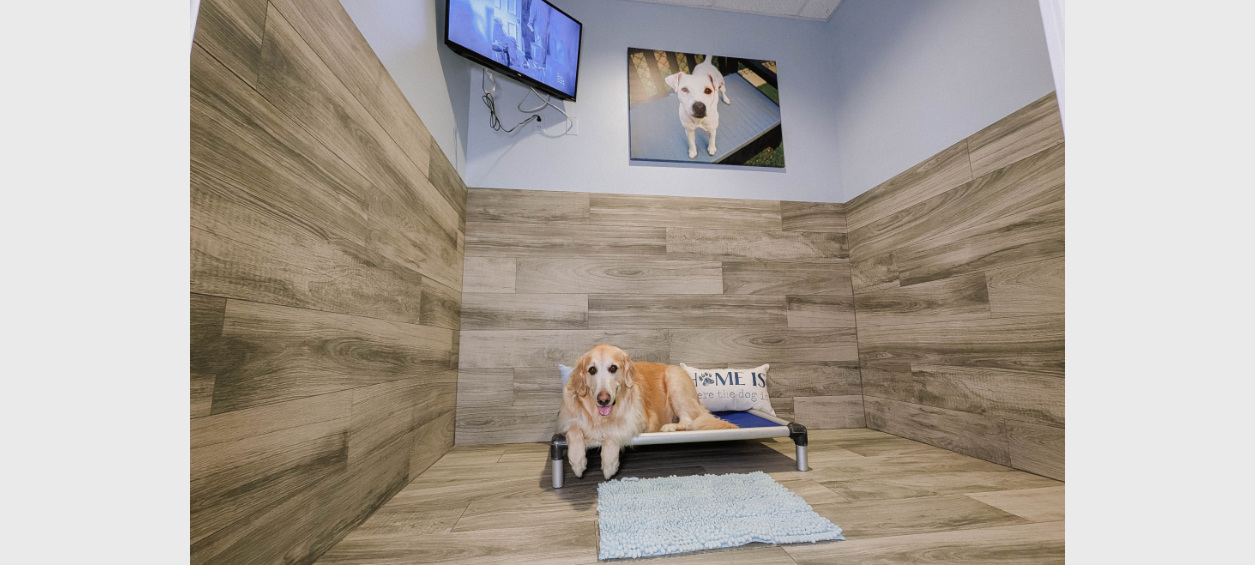 Smiley Golden sitting on bed