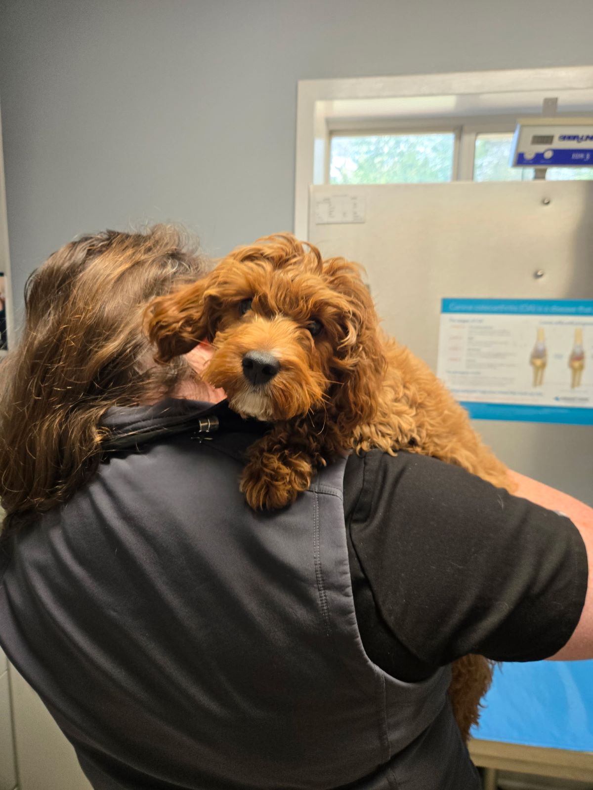  Puppy Being Held by Technician