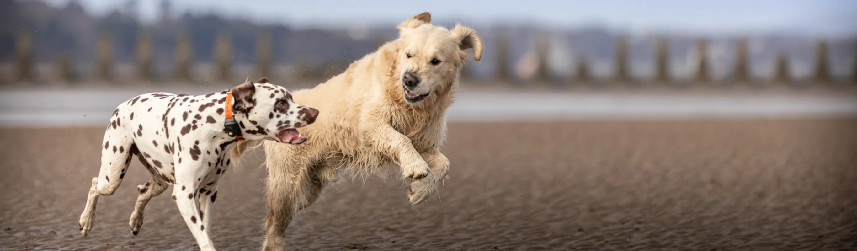 Dogs Playing