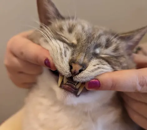 Cat smiling Cat smiling