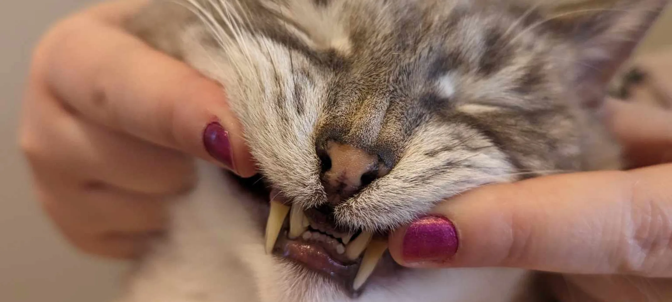 Cat smiling Cat smiling