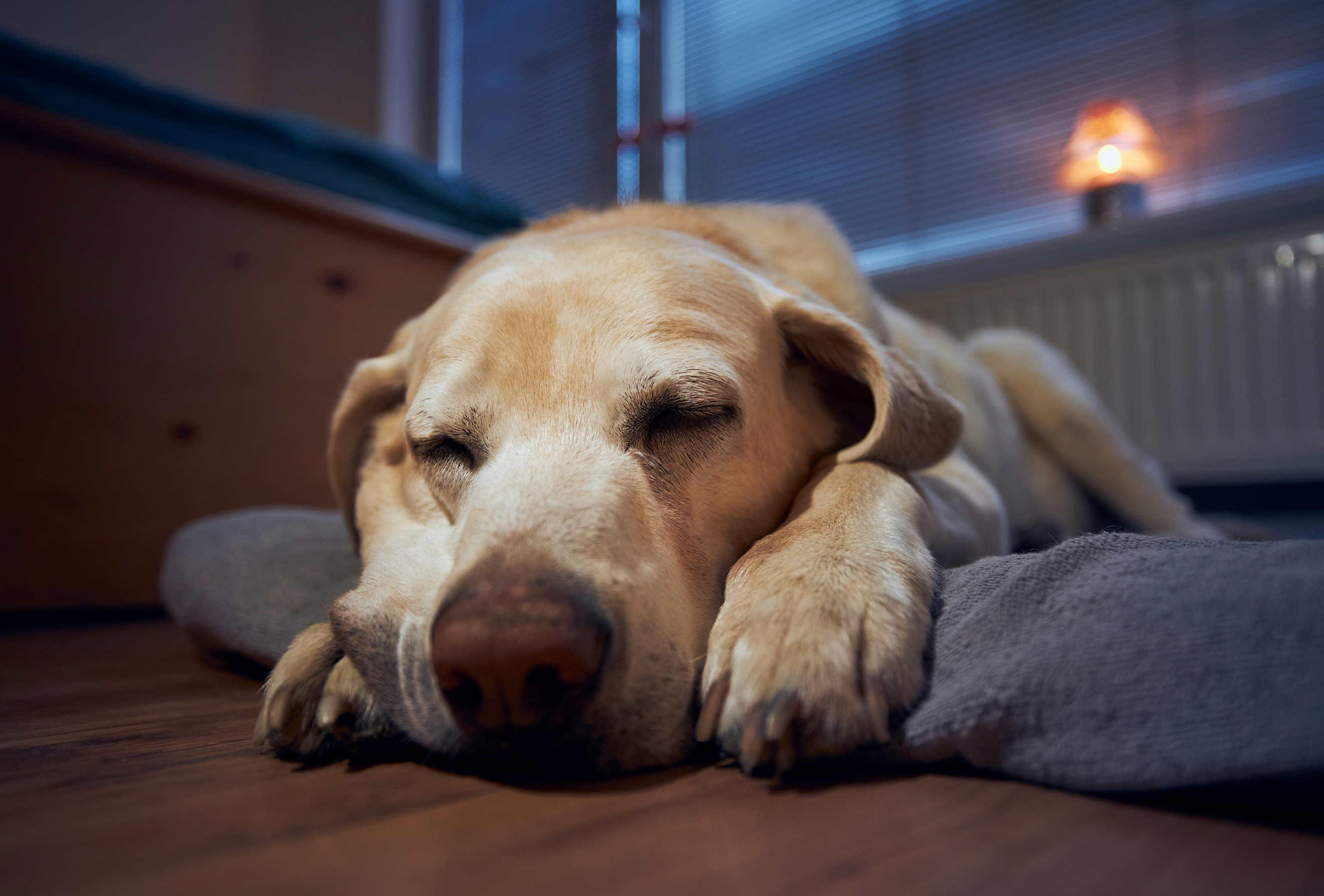 Close Up of Dog Sleeping