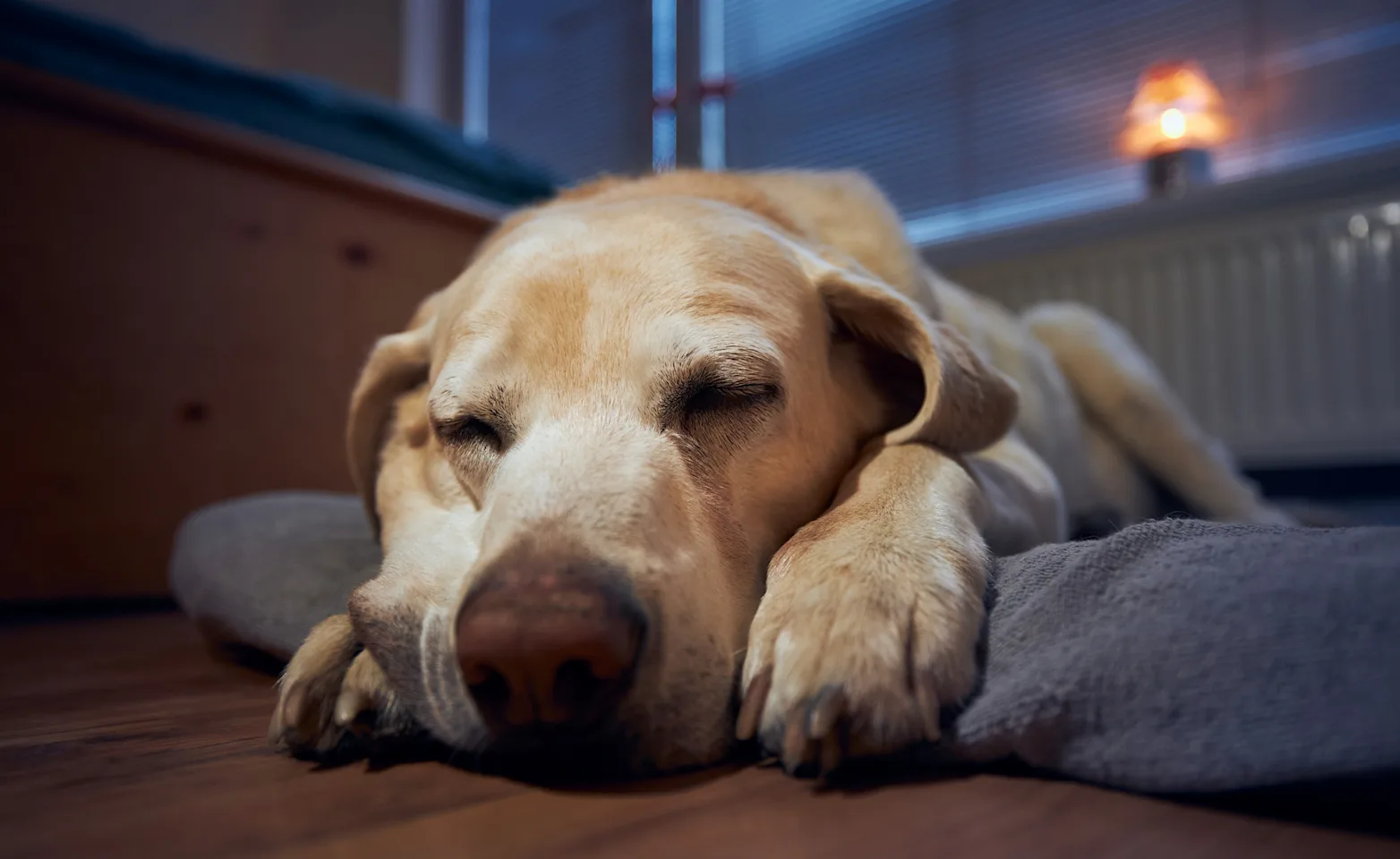 Close Up of Dog Sleeping Close Up of Dog Sleeping