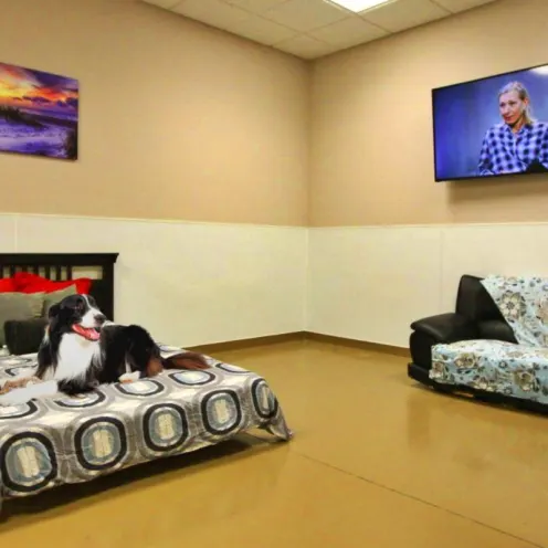 Dog laying down on bed Dog laying down on bed