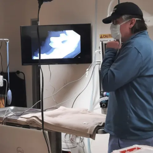 Veterinarian Looking at an X-Ray Image