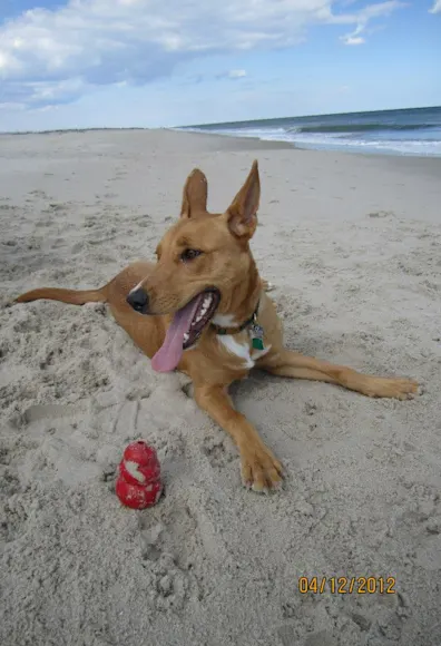 Dog at the beach playing in the sand Dog at the beach playing in the sand