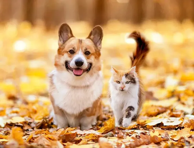 Corgi and kitten standing in fallen leaves. Corgi and kitten standing in fallen leaves.