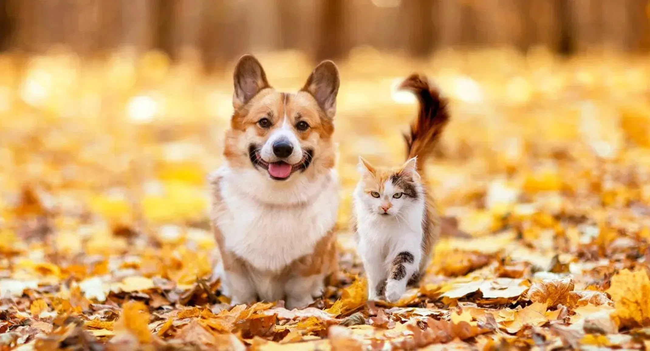Corgi and kitten standing in fallen leaves. Corgi and kitten standing in fallen leaves.