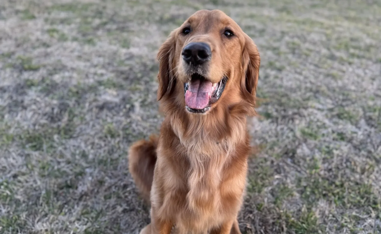 Golden Retriever sitting in grass Golden Retriever sitting in grass