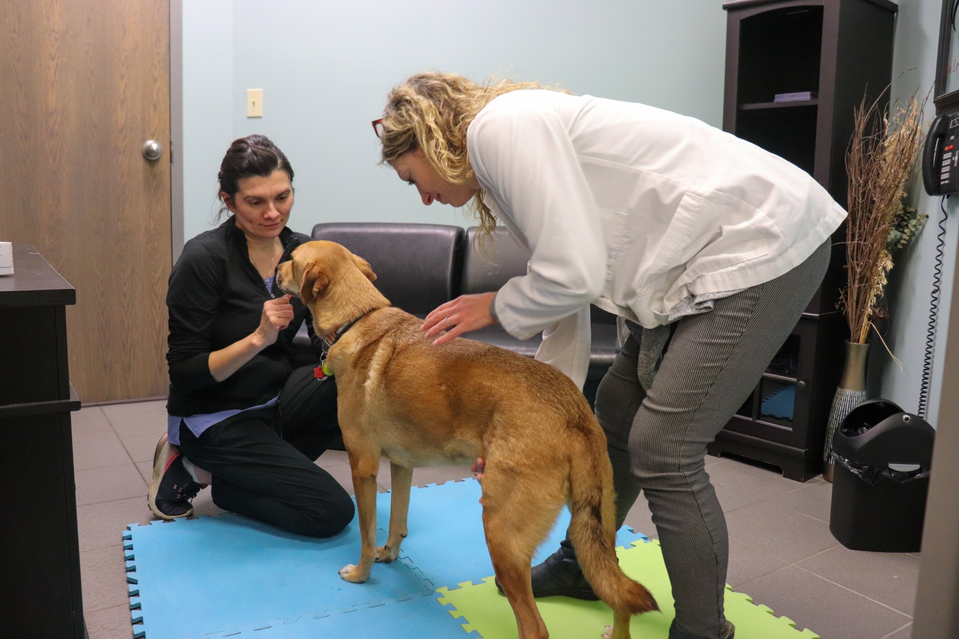 ED & KL Chiropractor