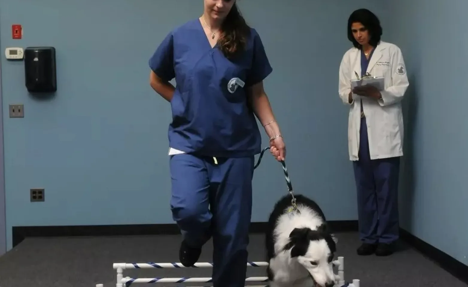 Veterinarian aiding dog through small hurdles as part of rehabilitation therapy Veterinarian aiding dog through small hurdles as part of rehabilitation therapy