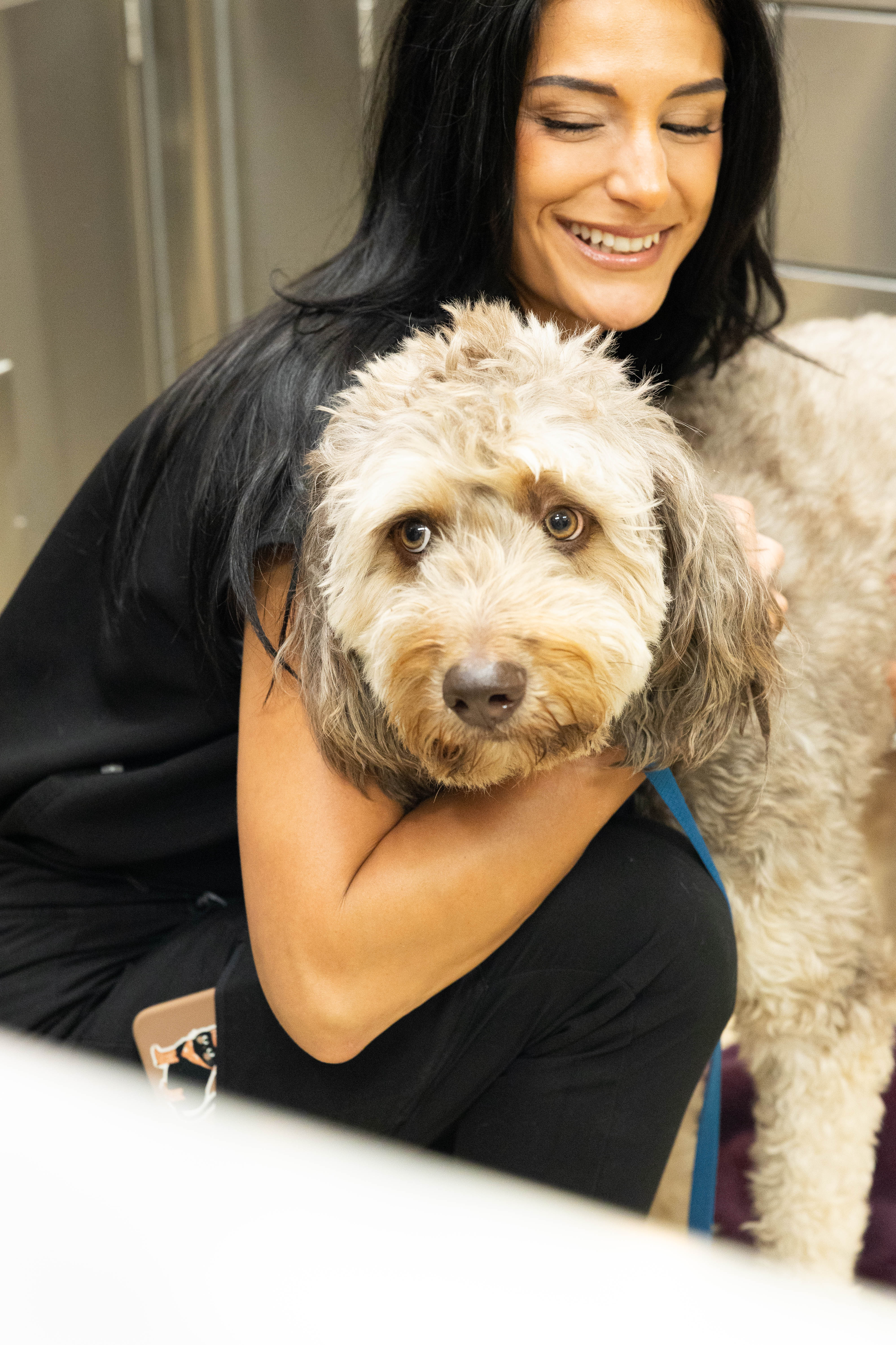Goldendoodle and Staff Member