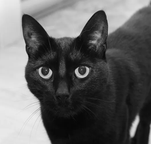 Black and white photo of a black cat
