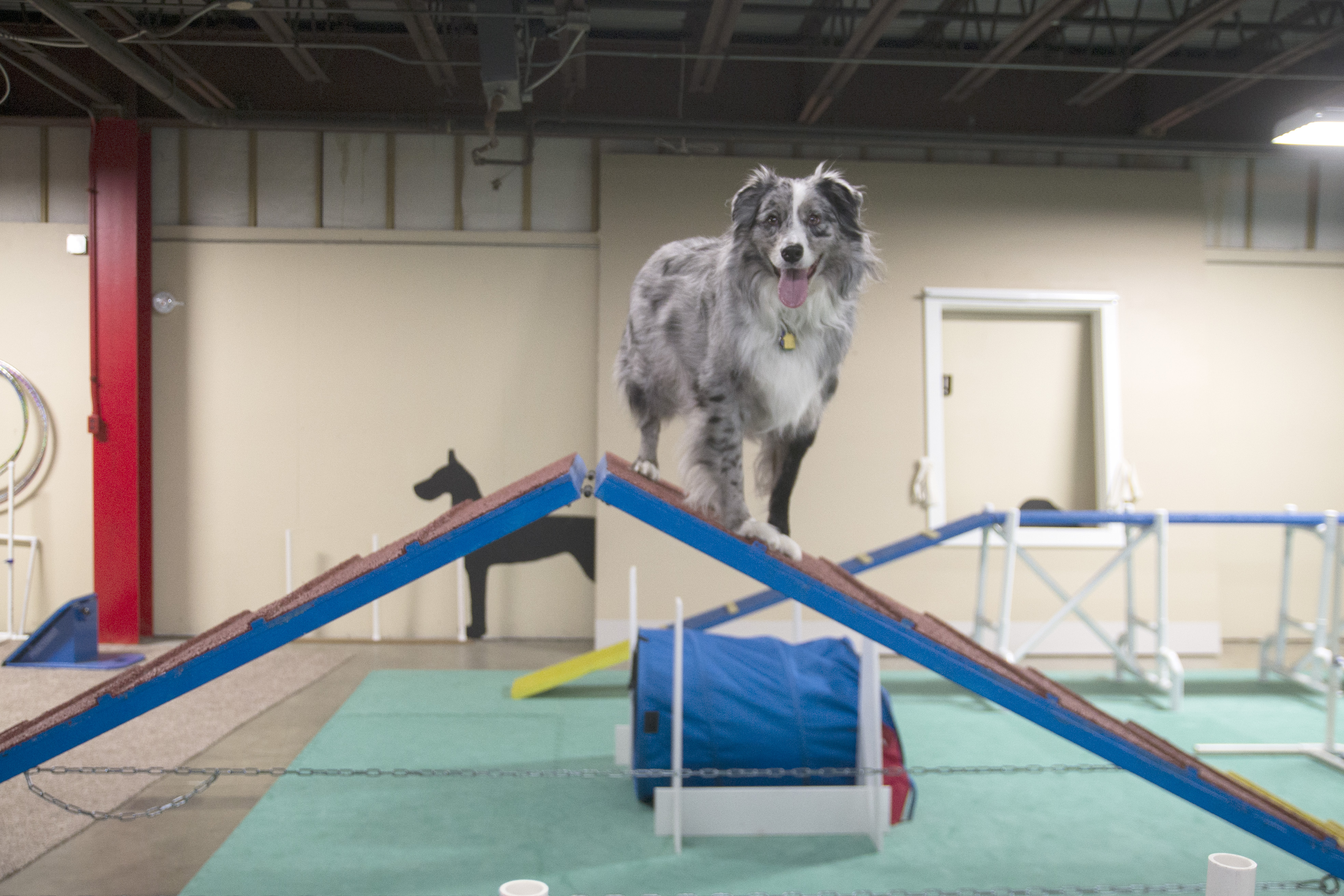 The Pet Spot Indoor Play Area