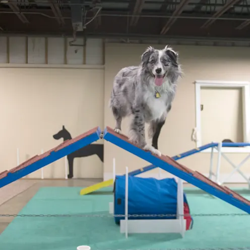 The Pet Spot Indoor Play Area The Pet Spot Indoor Play Area