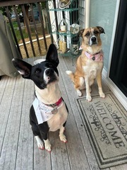 Two Dogs Sitting at Welcome Mat