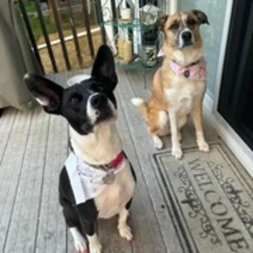 Two Dogs Sitting at Welcome Mat Two Dogs Sitting at Welcome Mat