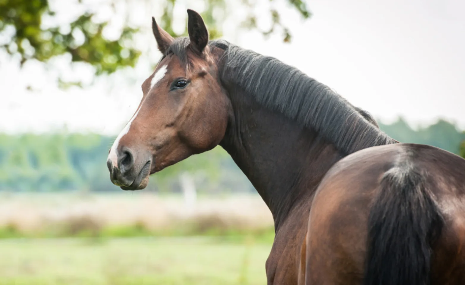 Athlete horse looking back Athlete horse looking back