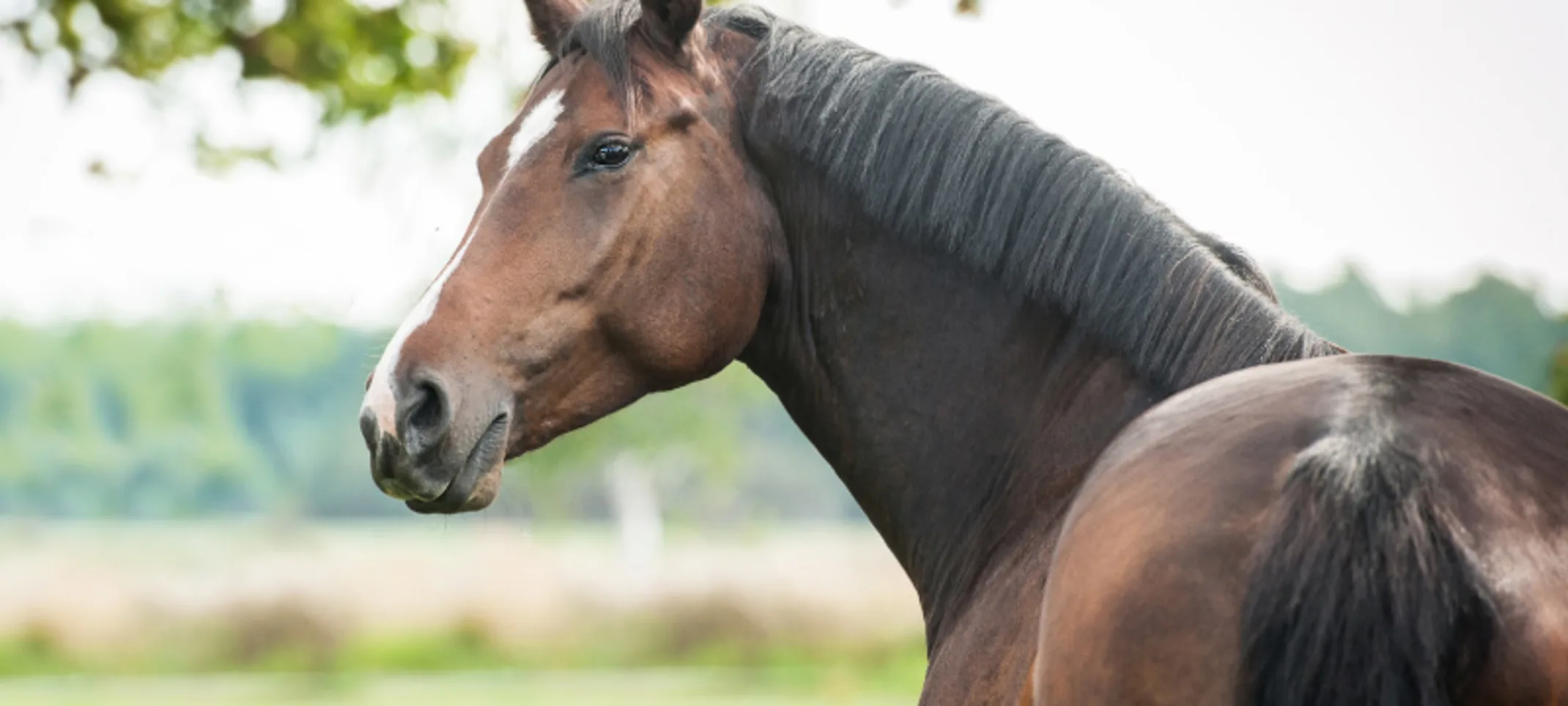 Athlete horse looking back