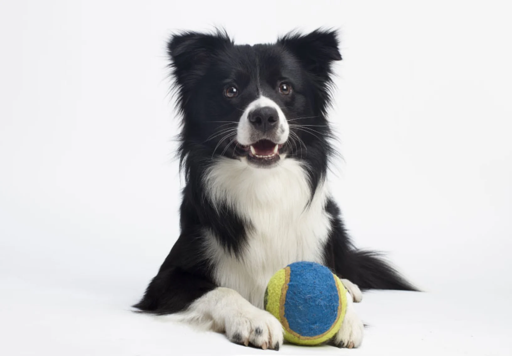 Border Collie with Ball Border Collie with Ball