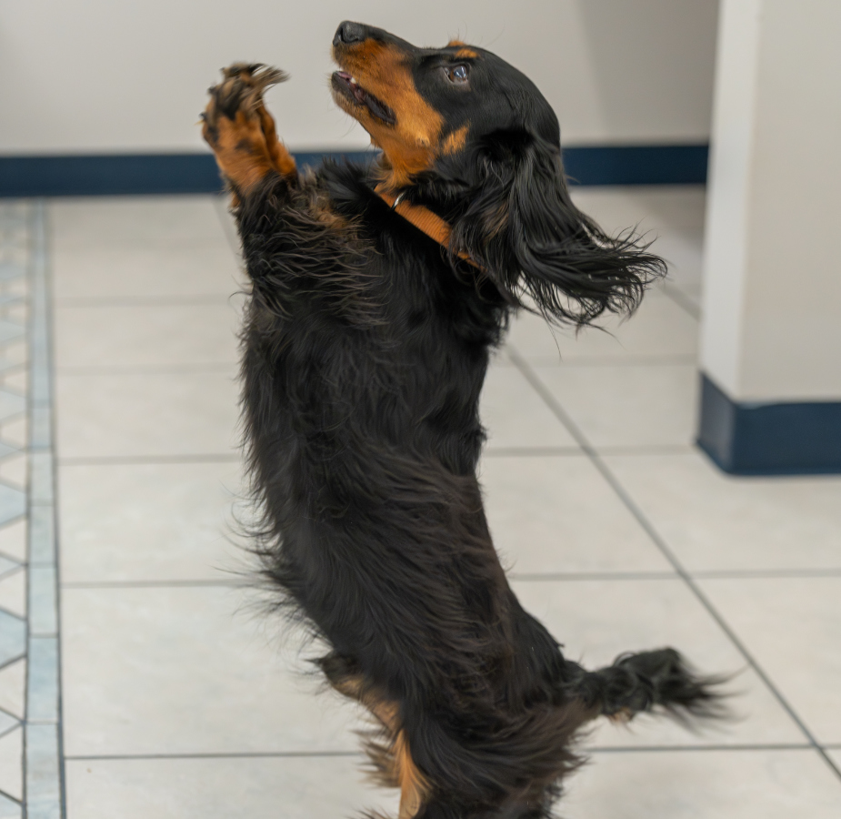 Black and brown Dachshund standing up