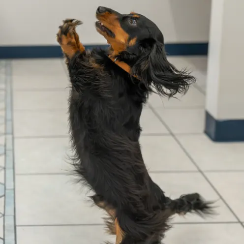 Black and brown Dachshund standing up