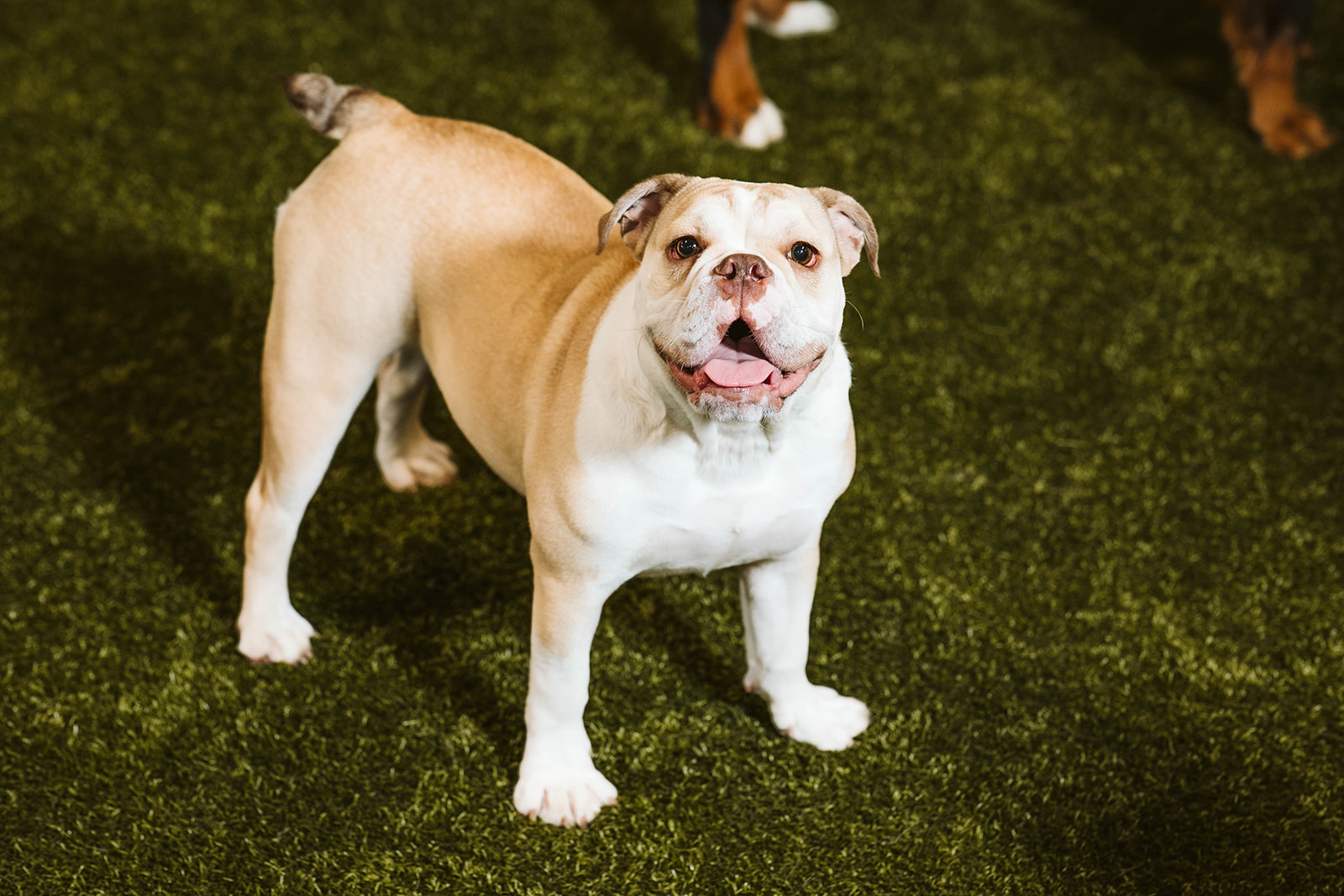 dog staring at camera