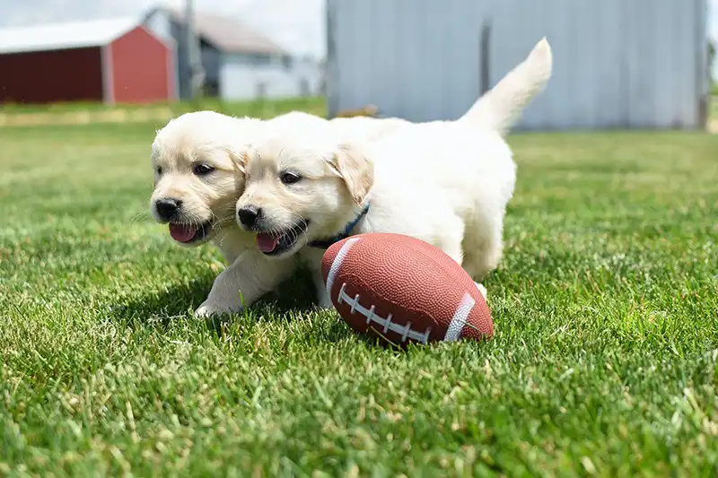 Two puppies playing with a football