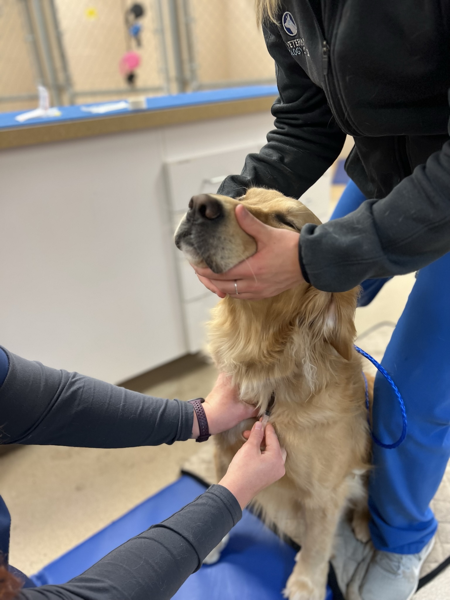 Golden retriever being assessed by veterinarians.