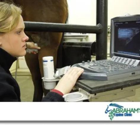 Veterinarian examining an ultrasound on a computer screen