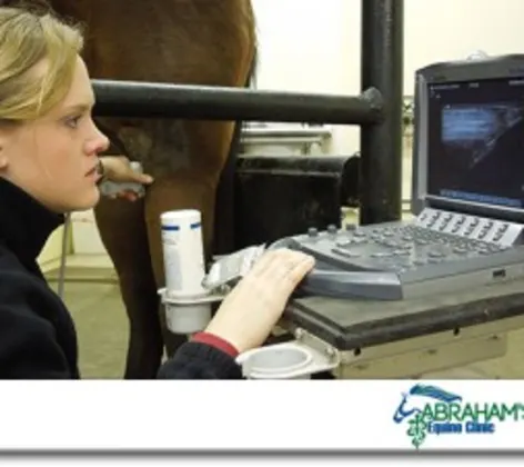 Veterinarian examining an ultrasound on a computer screen Veterinarian examining an ultrasound on a computer screen