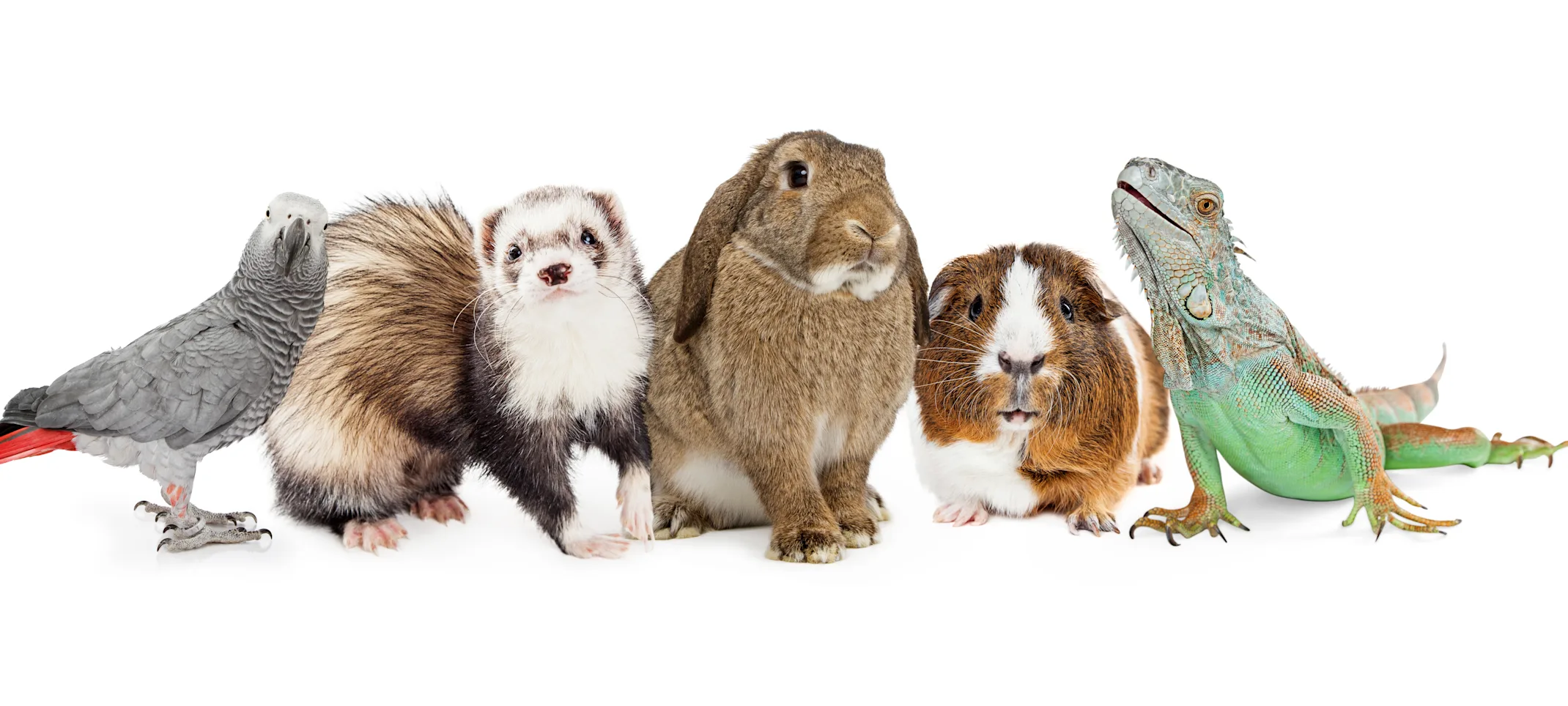 Parrot, hamster, ferret, rabbit, lizard Parrot, hamster, ferret, rabbit, lizard