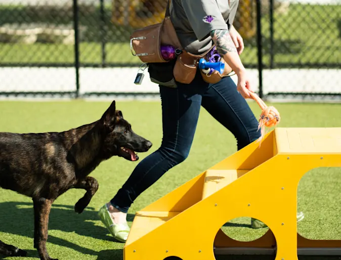 A dog enjoys play time with staff at PetSuites. A dog enjoys play time with staff at PetSuites.