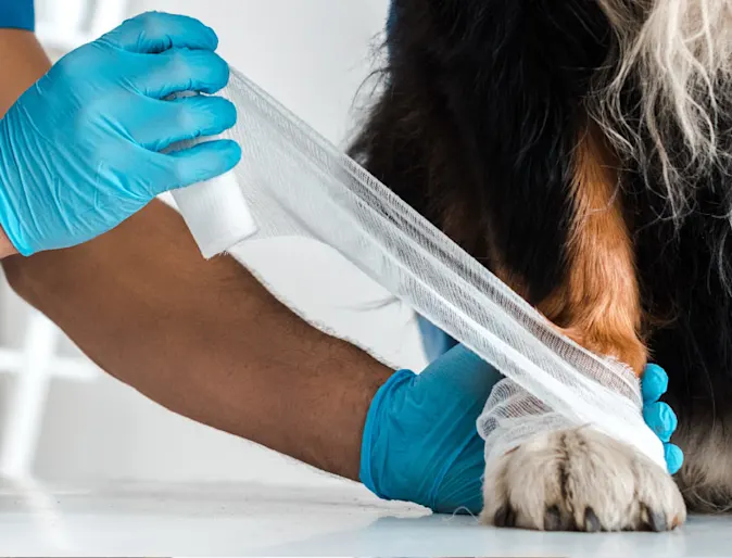 Man wrapping wound of a dog