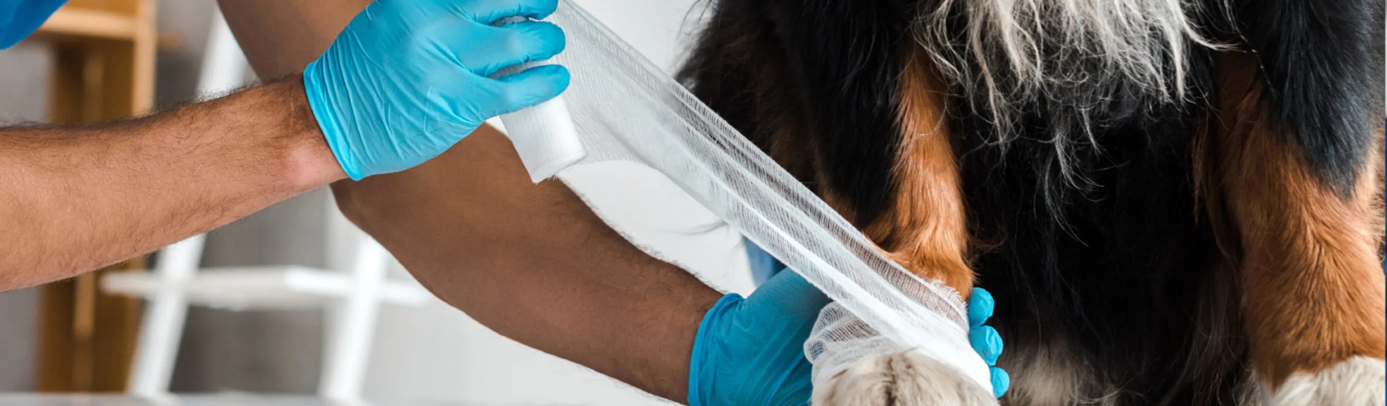 Man wrapping wound of a dog Man wrapping wound of a dog