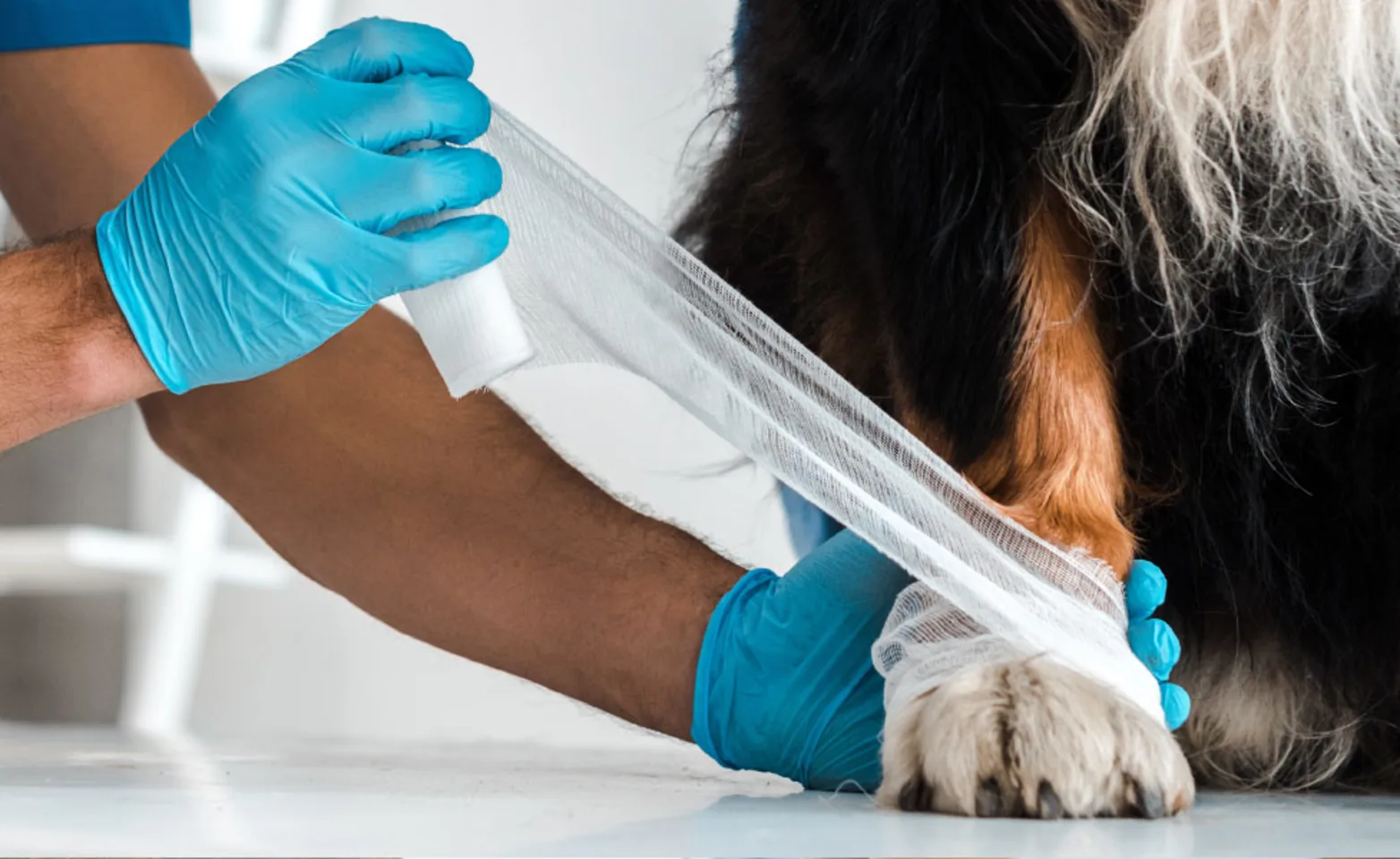 Man wrapping wound of a dog