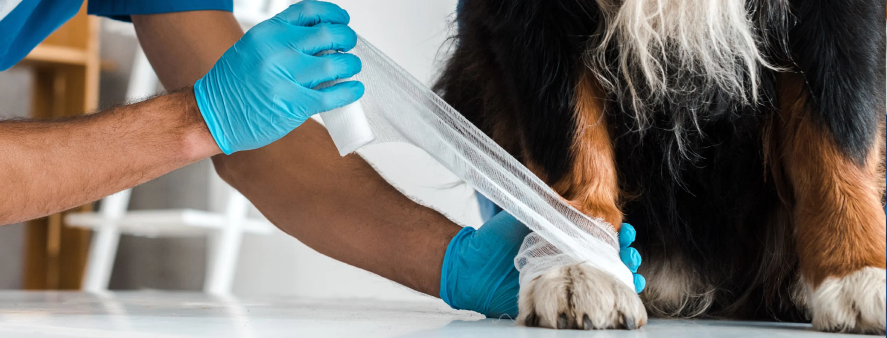 Man wrapping wound of a dog