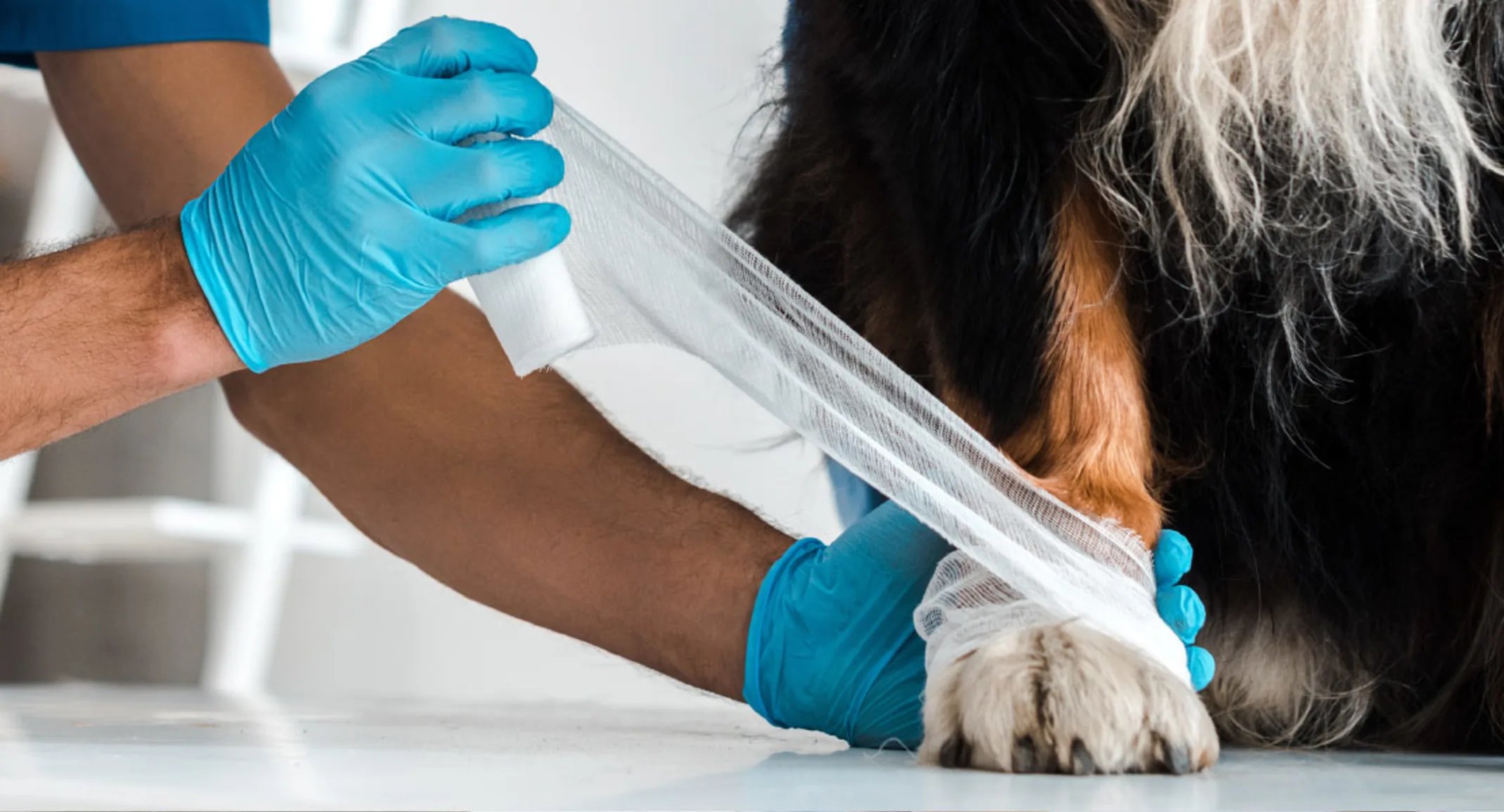 Man wrapping wound of a dog