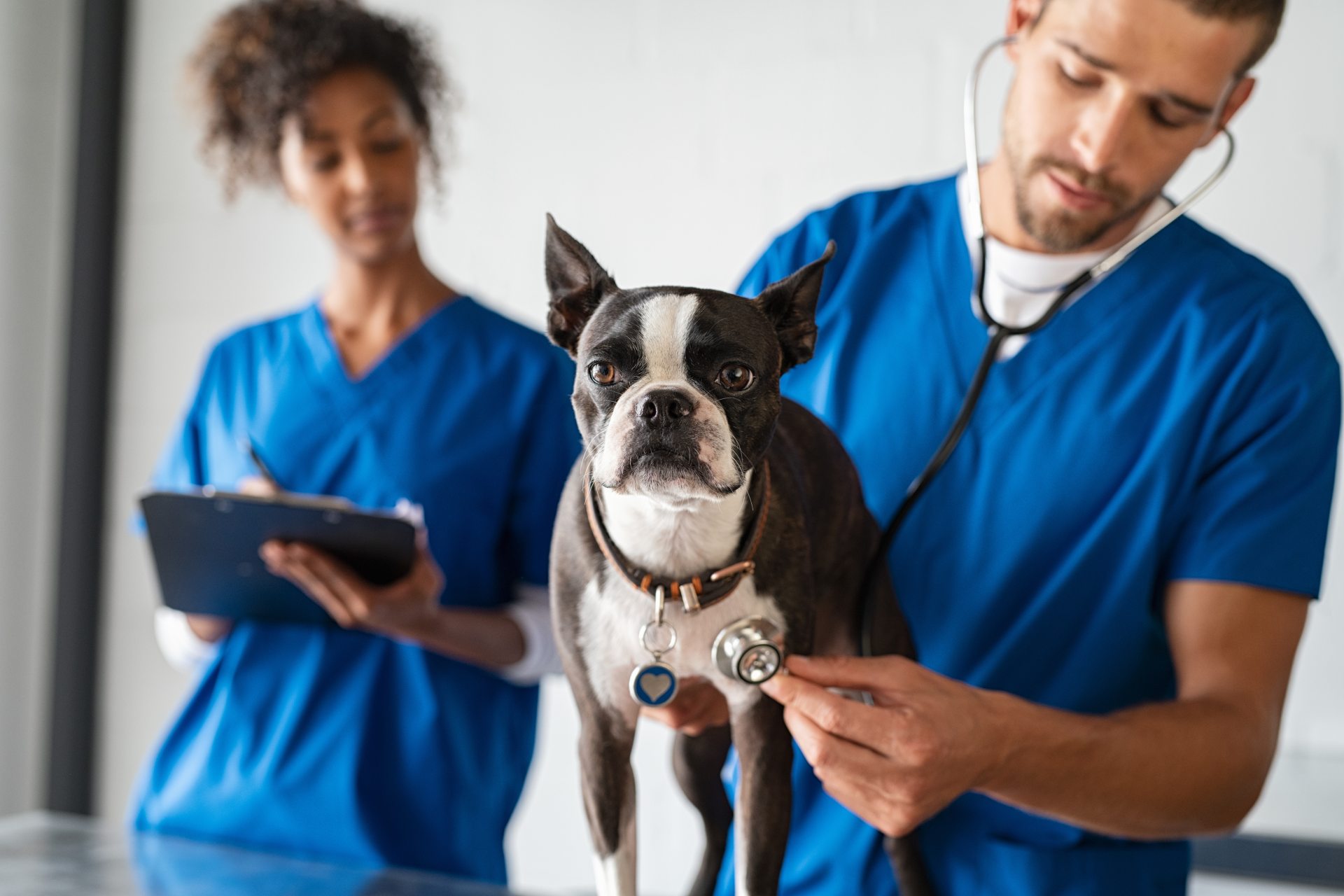 Two veterinarians listening to a dog's heart with a stethoscope.