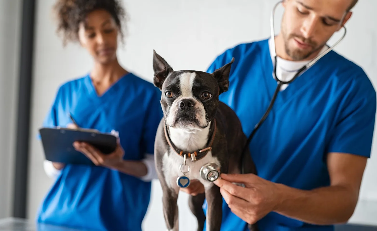 Two veterinarians listening to a dog's heart with a stethoscope. Two veterinarians listening to a dog's heart with a stethoscope.