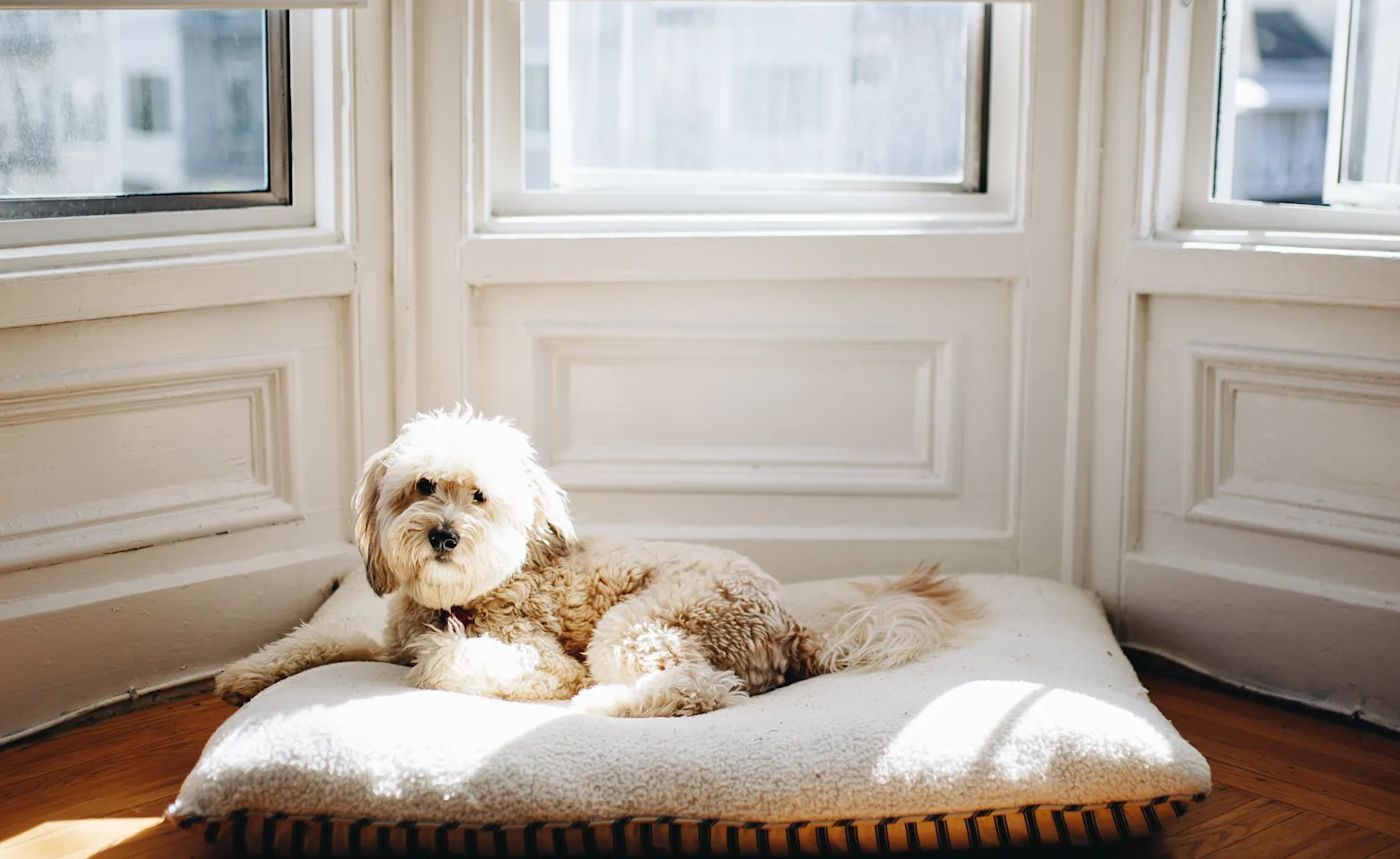 dog sitting on pillow dog sitting on pillow