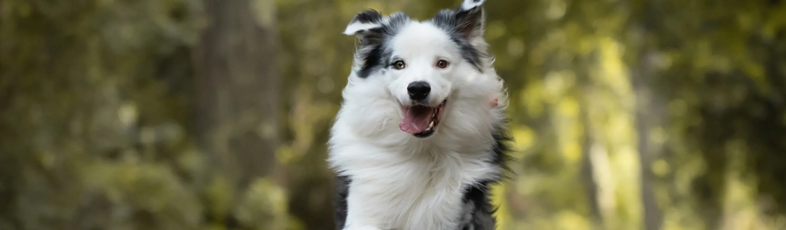 A dog running on a trail